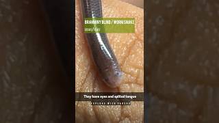 Indias Smallest Snake blindsnake snake snakesofindia love wildlife [upl. by Jori]