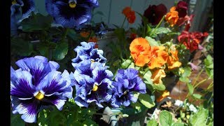 Pansies Harvesting Health Benefits and Uses [upl. by Jolenta]