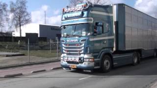 Scania R620 nieuw en verandert voor veetransport Buurman [upl. by Redford]