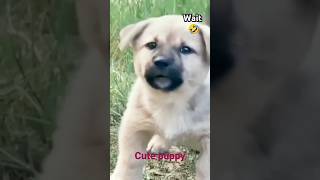 The 10 Funniest Dog Barking Videos [upl. by Akenot280]