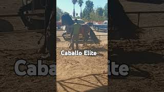 Caballo elite [upl. by Hinda]