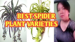 SPIDER PLANT VARIETIES margiepulido21 [upl. by Alinna]