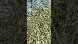 Capparis decidua કેરનું ઝાડ  કેરડા  केर Fruit for pickle nature tree viralshort shorts [upl. by Repooc585]