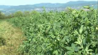 Cotswold Seeds First Hand Lucerne [upl. by Ellenor]