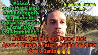 Azulão Entupetando Nunca Mais Agora o Manejo é Foguear o Azulão Big Show [upl. by Filler]