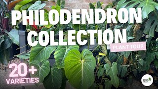 20 Species of Philodendron House Plant Collection Tour [upl. by Ayrb29]