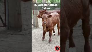 5 datos sorprendentes sobre el ganado beefmaster 🐂 ganado beefmaster rancho campo finca [upl. by Assyle80]