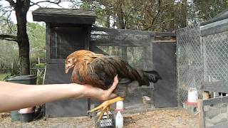 How to tell a hen from a rooster with 2 month old chicks chickens [upl. by Johnsson]