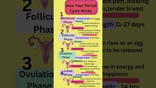 How Your Period Cycle Workstrending health [upl. by Cynar221]