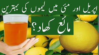 lemon plant fertilizer at home nimbu ke paudhe ke liye khad [upl. by Eerb800]