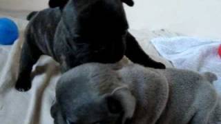 Iltschis CWurf von BullywelpenFranzösische Bulldoggen WelpenFrench Bulldogboulegogue chiots [upl. by Cthrine]