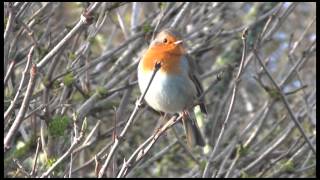 Rencontre Ornithologique Bretonne 2013 [upl. by Shaikh]