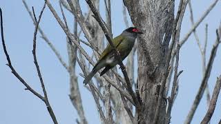 Figbird M Hervey Bay Qld [upl. by Adnalro]