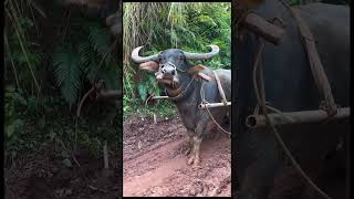 Working time animals amazing buffalo foryou viralvideo pets lover funny shorts [upl. by Ttocserp786]