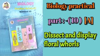 Dissect and display floral whorls biology practical class 12 experiment 10 part A answers [upl. by Evol]