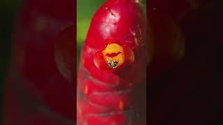 Pollination of Indian Head ginger Costus spicatus pollination bee nature [upl. by Hollingsworth284]