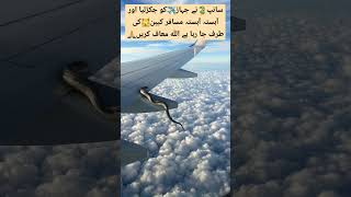 Flying snack on commercial airliner wing shortvideo aviation pafpilots americanpresident [upl. by Malvina]