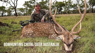 Bowhunting Chital Deer Australia 2023 [upl. by Otokam618]