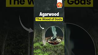 Agarwood The Wood of Gods [upl. by Keyek]