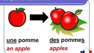 Les adjectifs – introduction  genre fémininmasculin – nombre plurielsingulier [upl. by Hilbert]