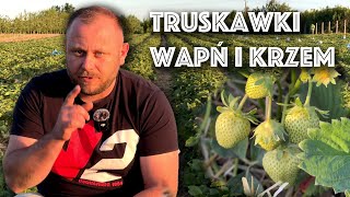 Dokarmianie dolistne truskawki Krótko i na temat [upl. by Elinnet]