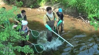 Pêche électrique dans le Morvan [upl. by Antonella]