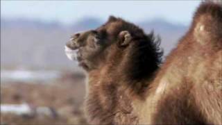 The Bactrian Camel [upl. by Ayatnwahs470]