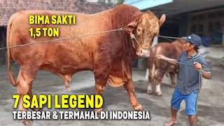 REKOR SAPI TERBESAR BELUM PECAH Inilah 7 Sapi Kurban Legend Terbesar amp Termahal di Indonesia 2023 [upl. by Lesoj]