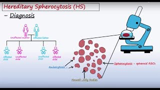 Hematology Tests List [upl. by Inod]