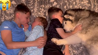 Husky REFUSES To Leave Babies Side🥹 CUTEST VIDEO EVER [upl. by Cerracchio]