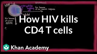 How HIV kills so many CD4 T cells  Infectious diseases  NCLEXRN  Khan Academy [upl. by Royall273]