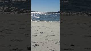 Sandpipers Enjoying the Surf [upl. by Gnex]