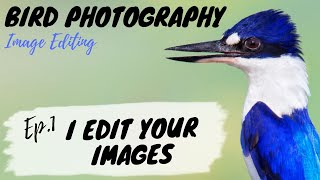 Bird Photography IMAGE EDITING  I Edit YOUR Images Ep 1  Jan Wegener [upl. by Imeaj]