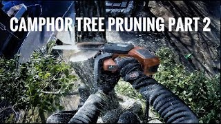 Camphor Tree Pruning part 2  SRT  Bulldog Bone  Husqverna  Aroborist GoPro [upl. by Natsyrk514]