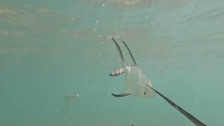 Carambola Beach  St Kitts  January 2024  Fish [upl. by Hayott]