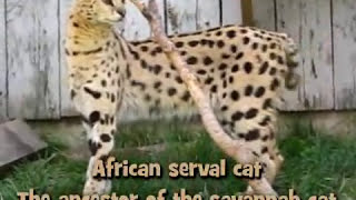 Savannah Cats 101 [upl. by Atse]