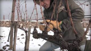 Potatura a Cordone Speronato  Dimostrazione pratica a Castiglione dOrcia  Spurred Cordon pruning [upl. by Leizahaj51]