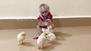 Never Seen Before Monkey ChiChi Care And Play With 4 Newborn Chicken [upl. by Ardnohsal217]