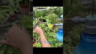 Part 2 Treatment of Mealybugs on plants gardening organic mealybug plants plantcare neemoil [upl. by Leone]