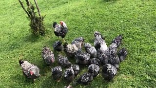 Silver laced wyandotte  wyandotte chicken breed [upl. by Kred]