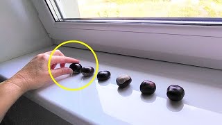 Spread chestnuts on the windowsill and youll say goodbye to unwanted problems [upl. by Erdua]