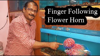 How to train flower horn fish to follow your fingers [upl. by Sihun]