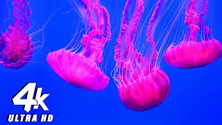 Aquarium 4KULTRA HD Exotic World of Marine Reptiles and Coral Reefs With Soothing Music Relaxing [upl. by Norean]