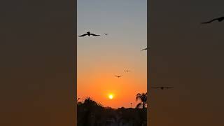 Crows Flying into the October Sunset 100124 🙏🐦‍⬛🌅 [upl. by Sarid]