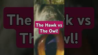 The Hawk vs The Owl hawk owl showdown facts [upl. by Karin931]