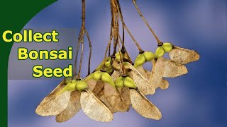 Collecting seed to growing bonsai from seed [upl. by Drusus]