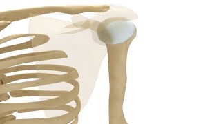 scapulothoracic joint [upl. by Eitak]