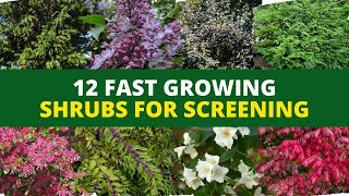 Privacy Hedges 12 Fast Growing Shrubs for Screening 🌿🌲 [upl. by Anaitit]