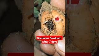 Gladiolus Seed Bulb germination result after 7 days gladiolus floweringplant gardening nature [upl. by Aliakim474]