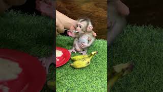 Mom Mash Banana Mix Milk Powder To Feed Bubu [upl. by Bartholomew]